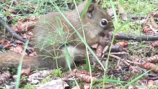 baby squirrel