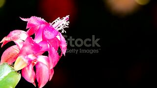 Humming bird