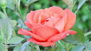 Beauty of a red rose