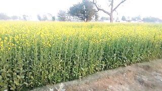 Khubsurat phool