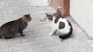 Cat .com