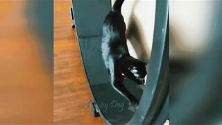 Funny video, pets funny video,cats funny video febspot virlaFunny video, pets funny video,cats funny video febspot virla