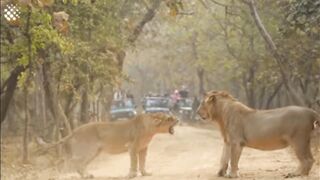 Lions fight