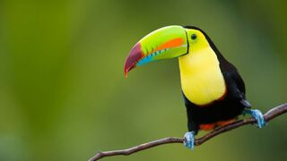 Beautiful * Bird * Video