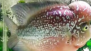 Louhan ikan