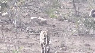 Top 10 Animals Can't TAKE DOWN PORCUPINE Too Danger Porcupine vs Lion, Python, Leopard, Impala