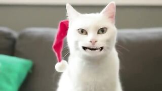 Cat singing Christmas song