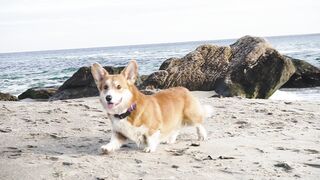 funny-corgi-dog