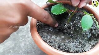 grow rose small tree from flower branch
