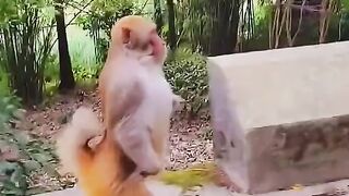 Monkey King Walking In Road