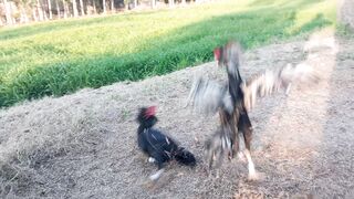 Aseel murgha fight