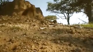 Warthog Fights Lion For Survival In The Frightful Hunt| The Harsh Life of Animal World