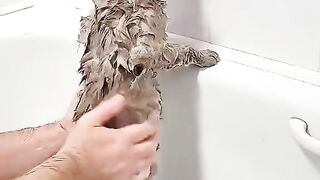 Cute Cat bath ???? and his beautiful voice