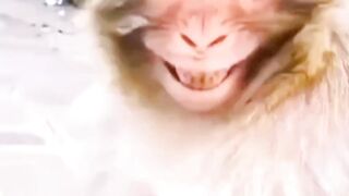 Funny Monkey