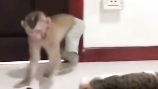 Monky and cut fany video