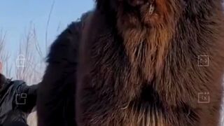 Dangerous Dog Tibetan mastiff