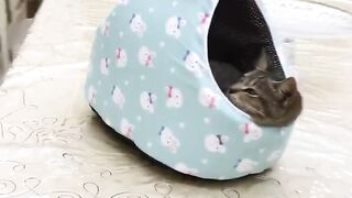 Cats lover cats challenge
