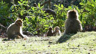 Monkey Funny Video
