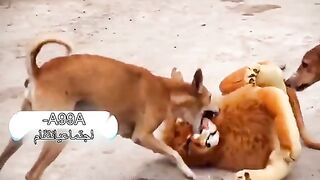 Sher ka shekaar on the dog latest funny 2023