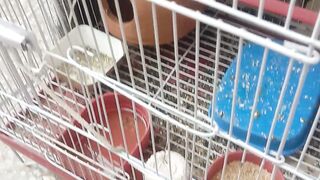Australian Parrots????