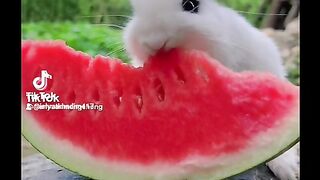 ENTERTAINMENT