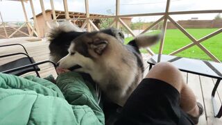 Dog playing with each other