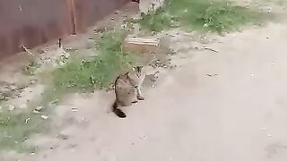 Funny Tabby Cat