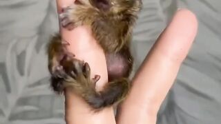 Cute Cat --❤️ #shorts #ytshorts #pets #viral #cute #cat