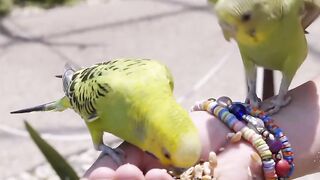 Beautiful birds