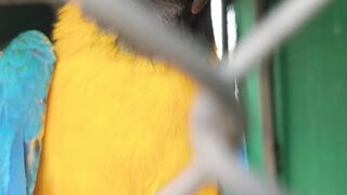 macaw parrot chirping #shorts