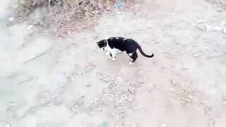 New Cute Cats Video 2023