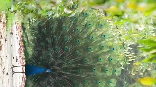 Peacock Dancing,