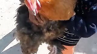 BIg SIze Hen with Baby boy