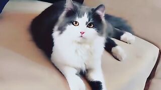 Milolexa