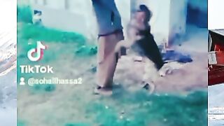 سوپر ڈوگی کیا بات ہے