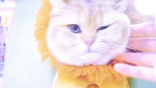 Cute cat