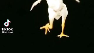 Tiktok fany vedio