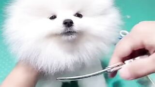 Cute & funny dog short video