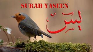 Surah Yaseen Qari Sadaqat Ali ❤️ The Heart of Quran Very Beautiful Voice