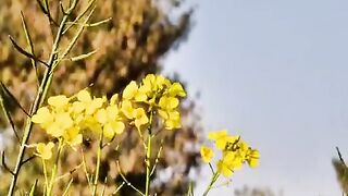 Nature dancing