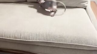 Very important funny video