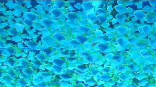 Beautiful telavat with colorful fishing