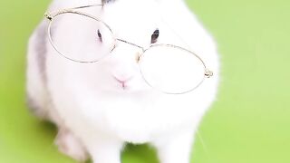 Beautiful Rabbit Funny study vedio