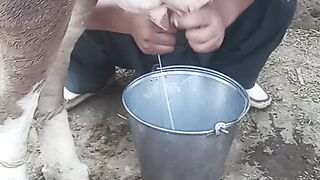 MILKING COW