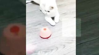 Funny cat videos and dogs 2023