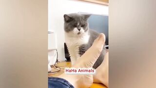 Funny Animal - Funniest Cats and Dog