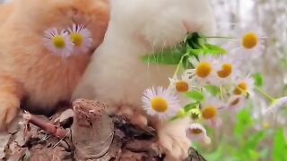 Beautiful view of nature 5