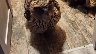 Сова Ёль пришла домой из непогодной ружи