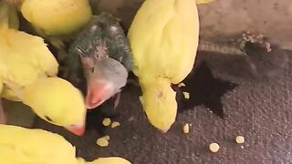 yellow parrot