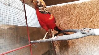 birds videos